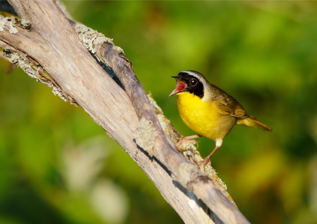 Yellow bird on a stick.