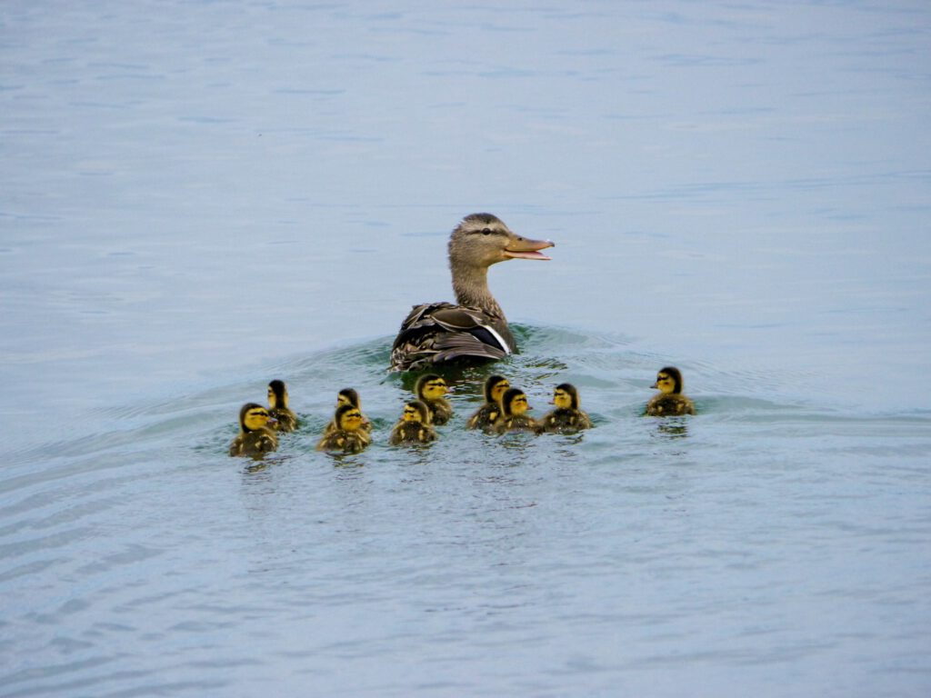 Family of ducks swimming in the water